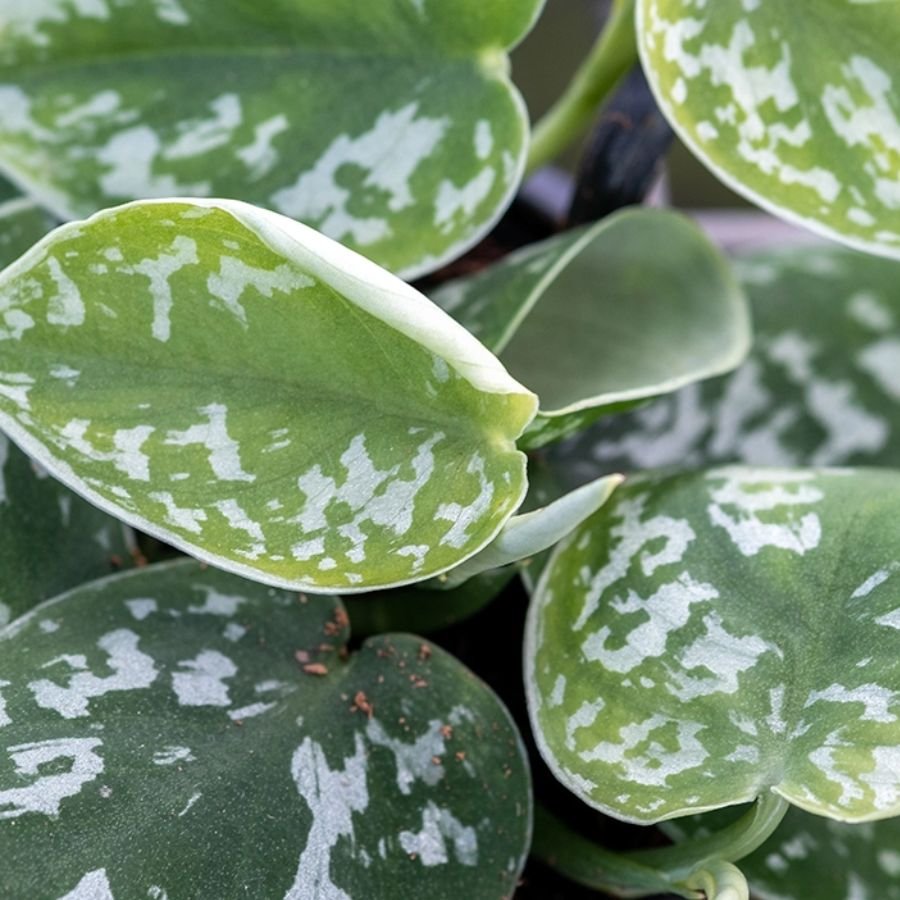 1 Silver Money Plant / Pothos (Sapling) - Image 1
