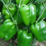 Green Capsicum (Hari Shimla Mirch) F1 Hybrid Seeds | High Yield & High Germination