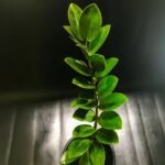 ZZ Plant / Zamioculcas Zamiifolia Plant (Sapling)