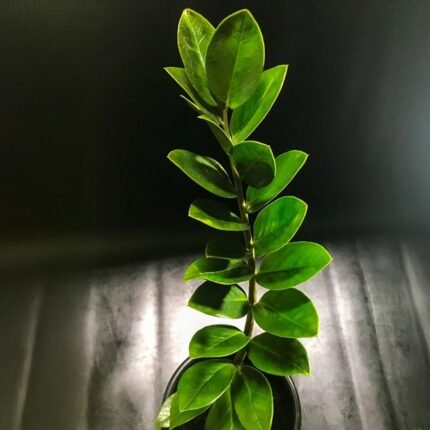 ZZ Plant / Zamioculcas Zamiifolia Plant (Sapling)