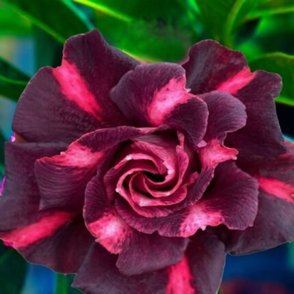 Adenium Pooja (Triple Petal Dark Maroon)