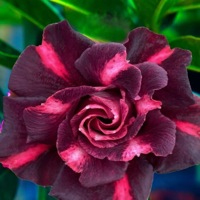 Adenium Pooja (Triple Petal Dark Maroon) - Image 1