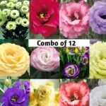 Lisianthus/Eustoma Combo Plant Sapling (12pcs)