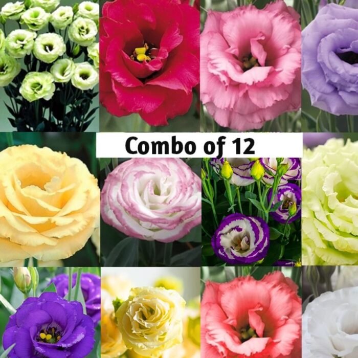 Lisianthus/Eustoma Combo Plant Sapling (12pcs) - Image 1
