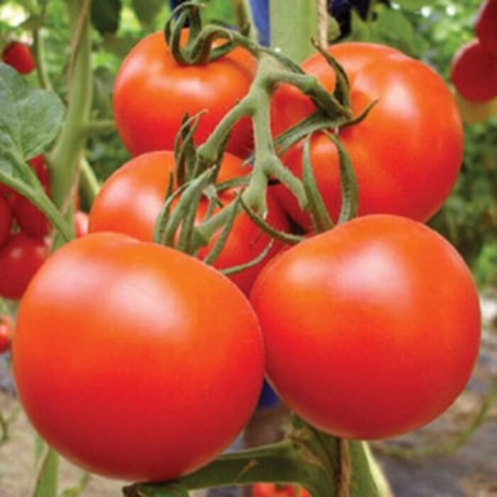 Tomato F1 Hybrid Vegetable Seeds - Image 1