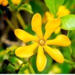 Gardenia Yellow Plant (Sapling)
