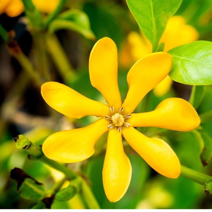 Gardenia Yellow Plant (Sapling) - Image 1