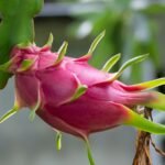 Dragon Fruit / Red-Fleshed Pitahaya Fruit Plant