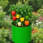 HDPE Circular Grow Bag 15x15 Inch for Vegetable Gardening | 260 GSM Terrace Garden Plant Bags