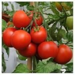 Tomato (Tamatar) F1 Hybrid Vegetable Seeds | High Germination | Suitable for Terrace