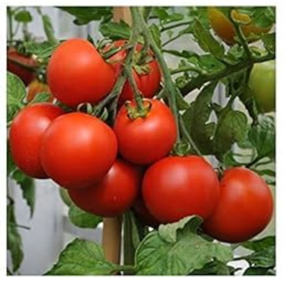 1 Tomato (Tamatar) F1 Hybrid Vegetable Seeds | High Germination | Suitable for Terrace - Image 1
