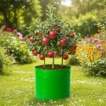 HDPE 24x24 Circular Grow Bags for Home Gardening | 260 GSM Plants Bags for Fruits, Vegetables & Flowers