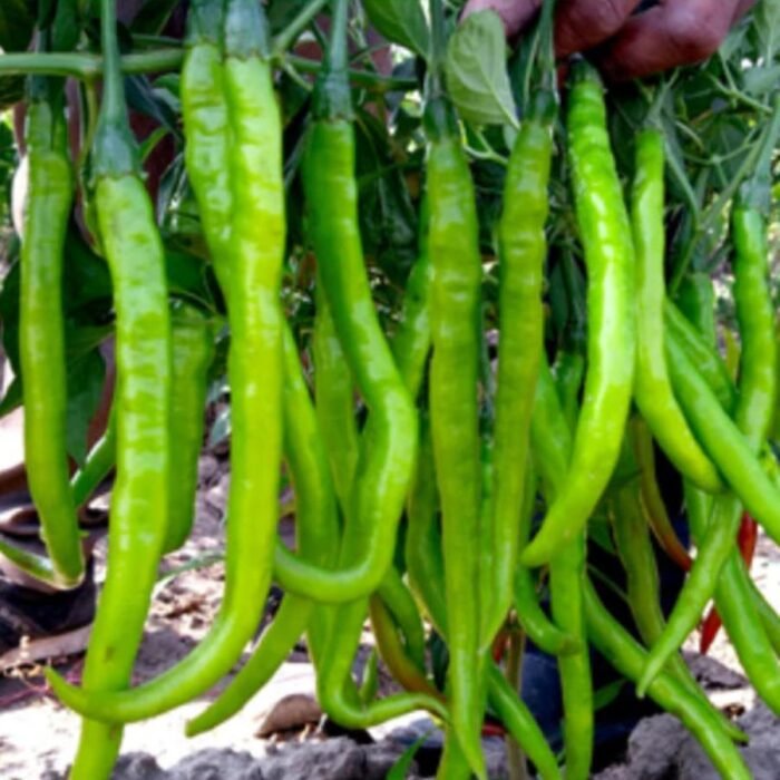 Chilli F-1 Hybrid Hari Mirch Vegetable Seeds | High Germination & Yield - Image 1