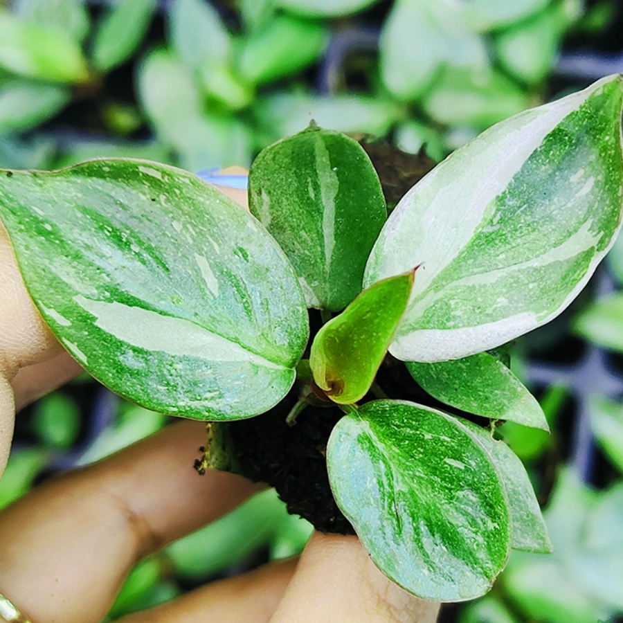 1 Philodendron White Princess/ Wizard / White Knight Philodendron (Sapling) - Image 1