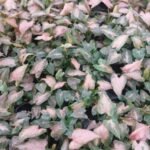 Syngonium Pink Splash (Sapling) - Image 3