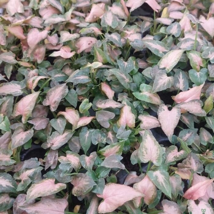 Syngonium Pink Splash (Sapling) - Image 3