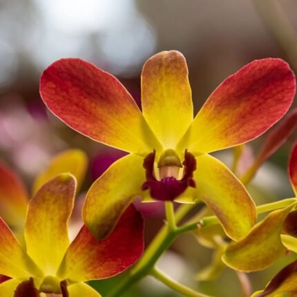 Orchid Dendrobium Thongchai Gold Shaded