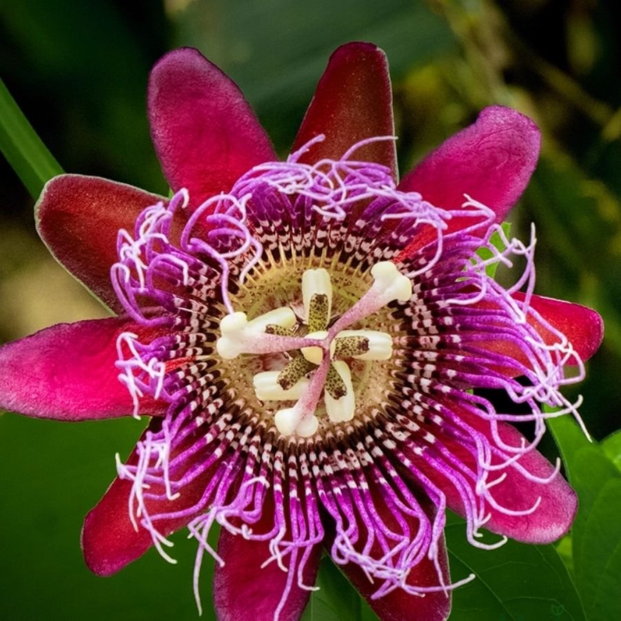 10 Krishna Kamal / Rakhi Bel Passion Flower Sapling – Maroon - Image 1