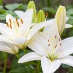 White Asiatic Lily / White Lilium Bulbs (Imported)