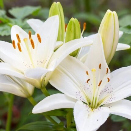 White Asiatic Lily / White Lilium Bulbs (Imported)