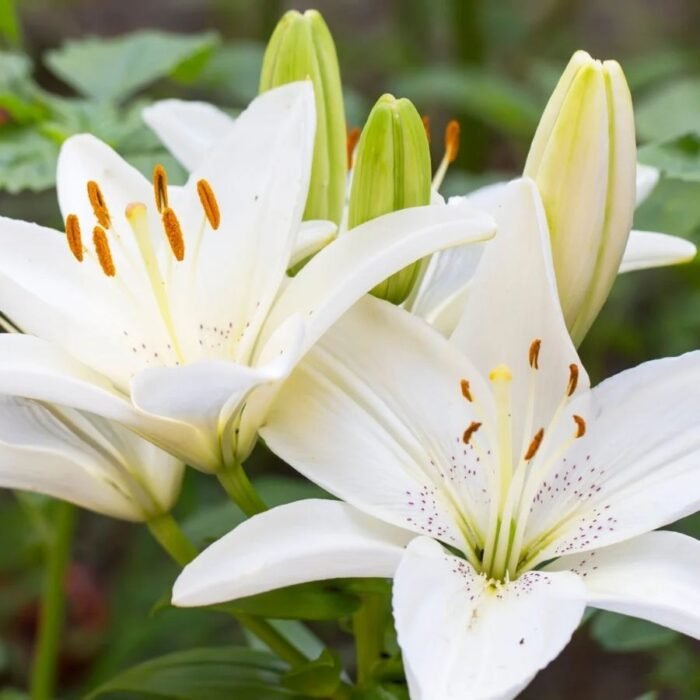 White Asiatic Lily / White Lilium Bulbs (Imported) - Image 1