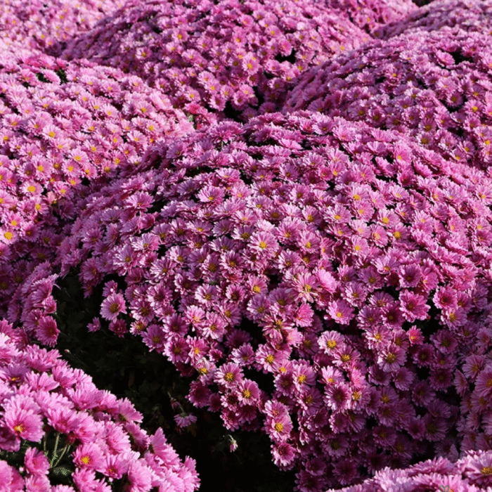 Chrysanthemum/ Guldavari/ Guldaudi Decorative Combo of 8 pcs - Image 2