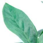 ZZ Plant / Zamioculcas Zamiifolia Plant - Image 2
