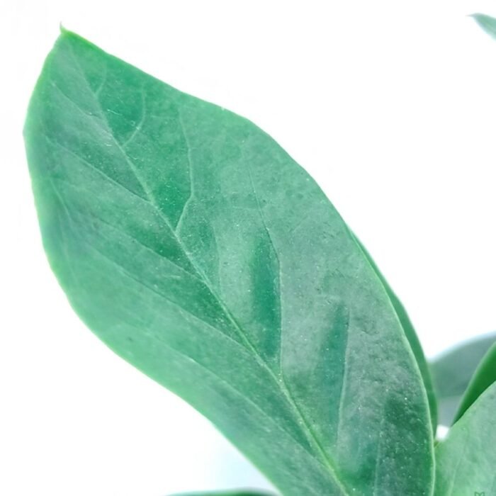 ZZ Plant / Zamioculcas Zamiifolia Plant - Image 2