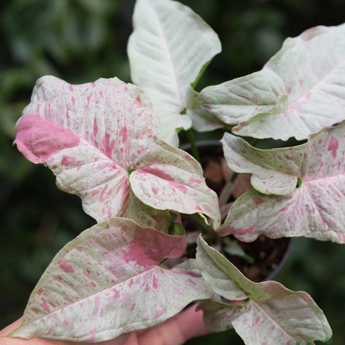 Syngonium Confetti Sapling - Image 1