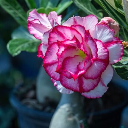 Adenium Rosy Grafted (Double Petal Shine Pink) Plant