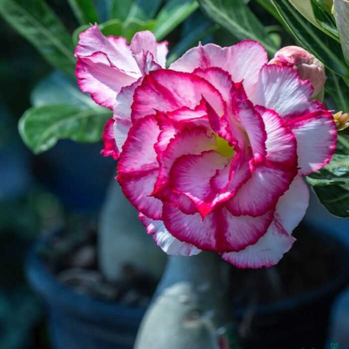 Adenium Rosy Grafted (Double Petal Shine Pink) Plant - Image 1