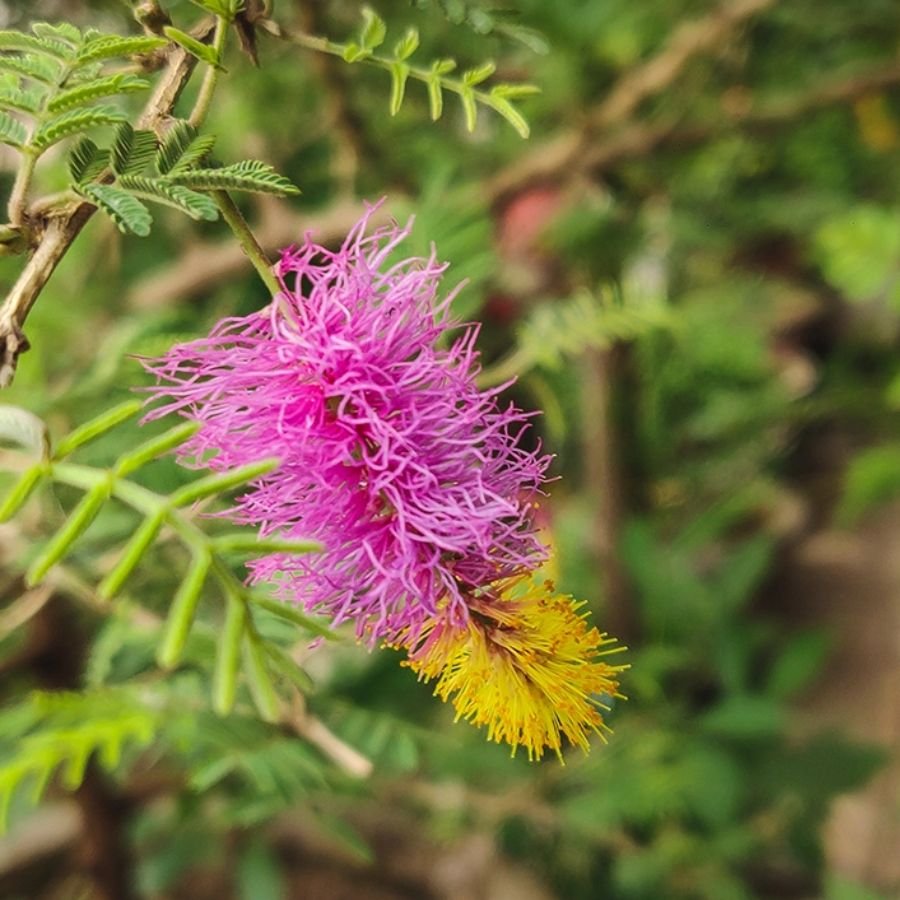 10 Shami Plant (Sapling) - Image 1