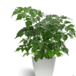 China Doll Radermachera Plant