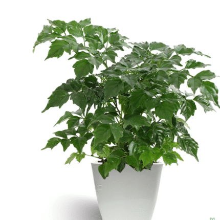 China Doll Radermachera Plant