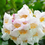 China Doll Radermachera Plant - Image 2