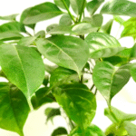 China Doll Radermachera Plant - Image 3