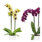 Phalaenopsis Orchid Combo of 2