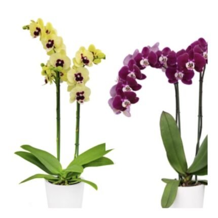 Phalaenopsis Orchid Combo of 2