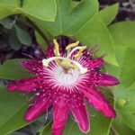 Krishna Kamal / Rakhi Bel Passion Flower Sapling – Maroon - Image 2