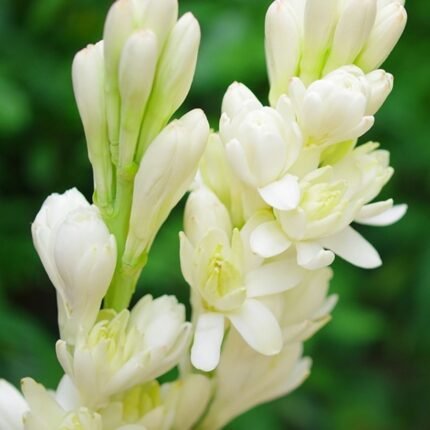 Rajnigandha Double Petal Bulb / Tuberose