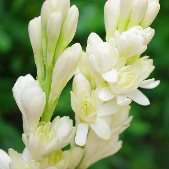 Rajnigandha Double Petal Bulb / Tuberose - Image 1