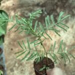 Shami Plant (Sapling) - Image 2