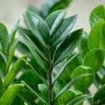 ZZ Plant / Zamioculcas Zamiifolia Plant - Image 3