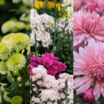 Guldavari/Chrysanthemum / Guldaudi Plant Combo Sapling (12 pcs) - Image 4