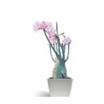 Adenium Arabicum – Rare Desert Rose