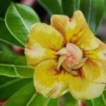 Adenium Rosy Grafted (Double Petal Yellow Dual Color)
