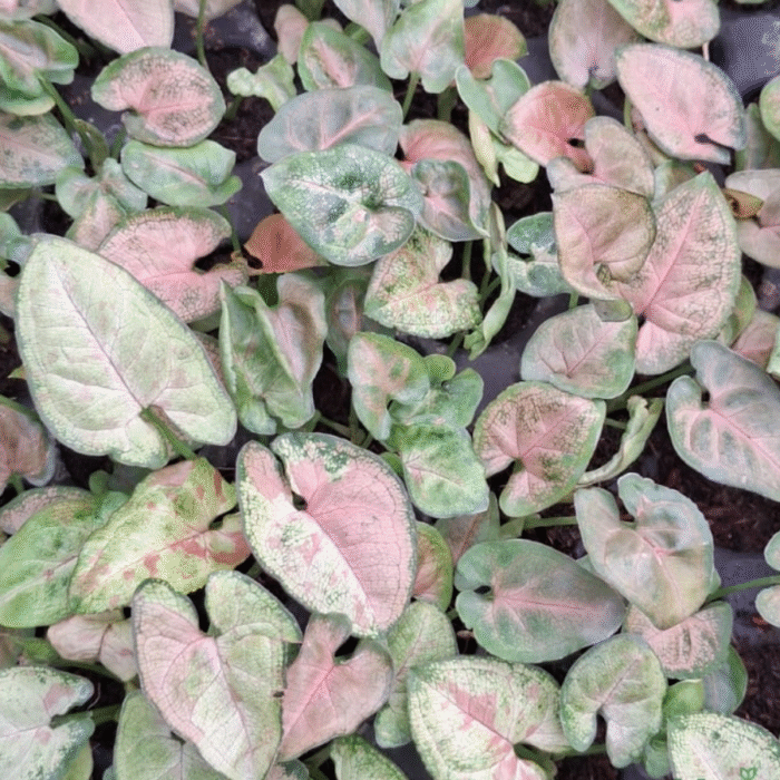 Syngonium Confetti Sapling - Image 2