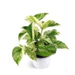 Marble Money plant / Marble Queen Pothos