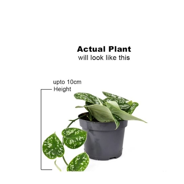 Silver Money Plant / Pothos - Image 1