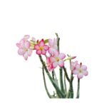Adenium Arabicum – Rare Desert Rose - Image 2